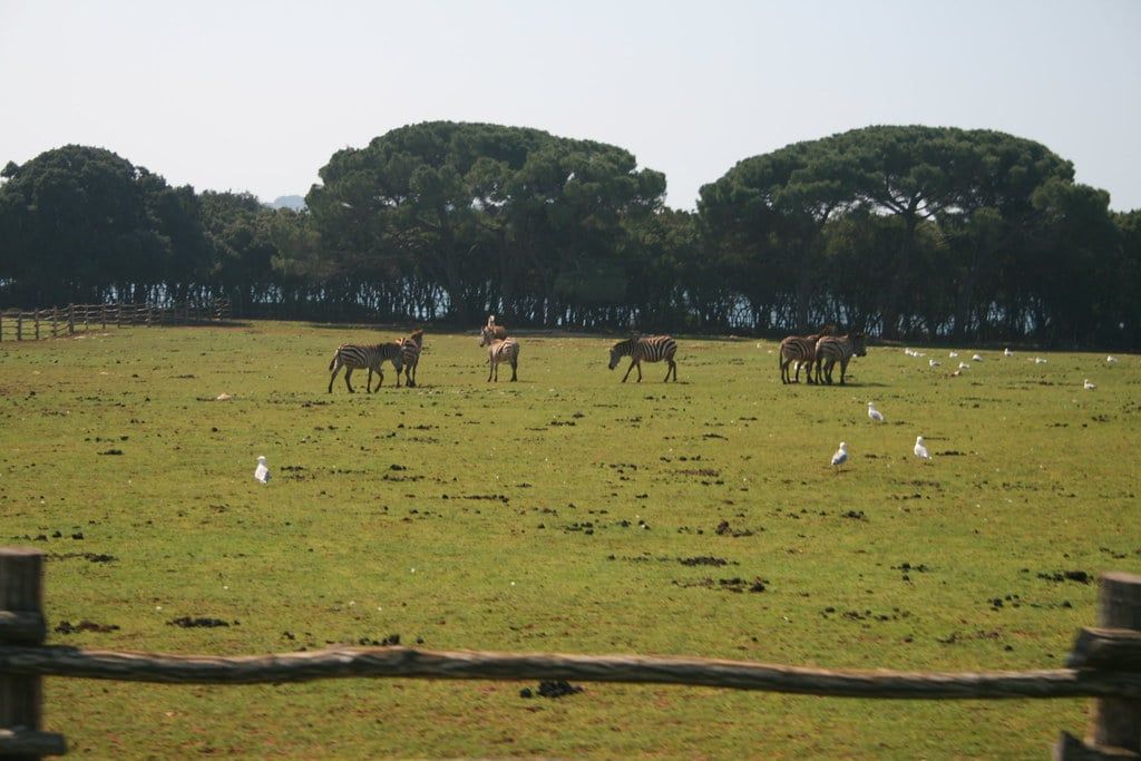 Zebras grazing in an open grassy pasture bordered by trees and a rustic wooden fence in Brijuni National Park.