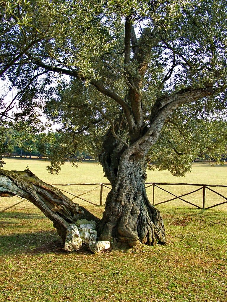 An ancient, gnarled olive tree with a split trunk enclosed by a wooden fence stands in a grassy field in Brijuni National Park.